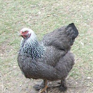 Meet your Posher, ROOSTER COGBURN